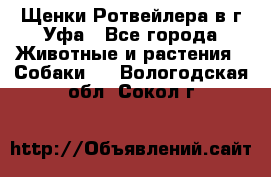 Щенки Ротвейлера в г.Уфа - Все города Животные и растения » Собаки   . Вологодская обл.,Сокол г.